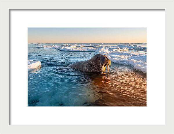 Walrus Swimming In Icy Waters