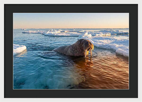 Walrus Swimming In Icy Waters
