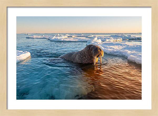 Walrus Swimming In Icy Waters