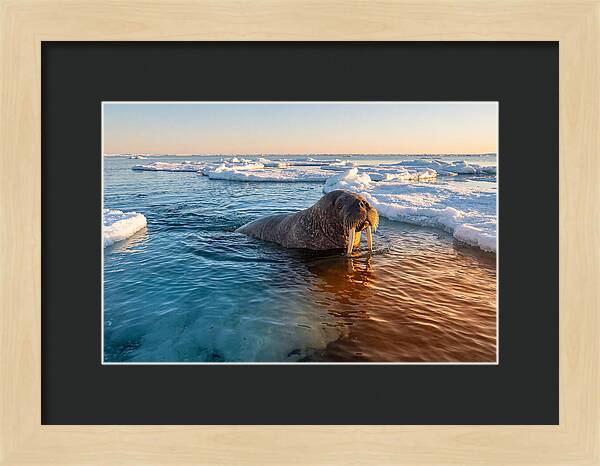 Walrus Swimming In Icy Waters