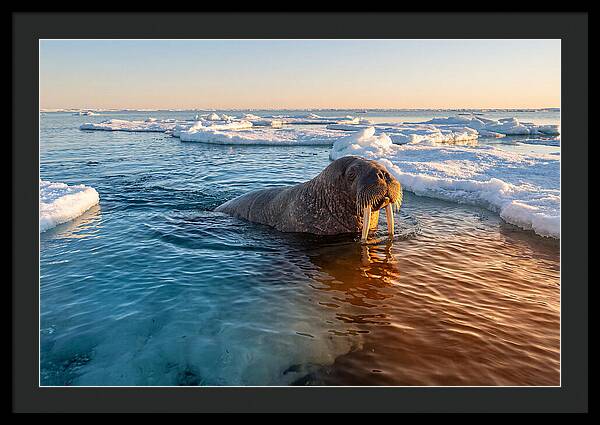 Walrus Swimming In Icy Waters