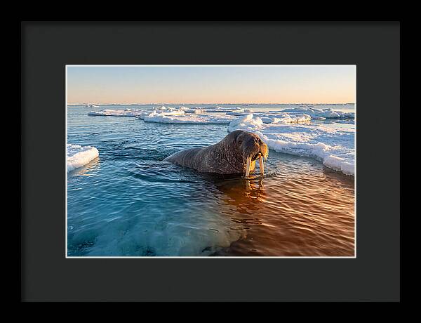 Walrus Swimming In Icy Waters