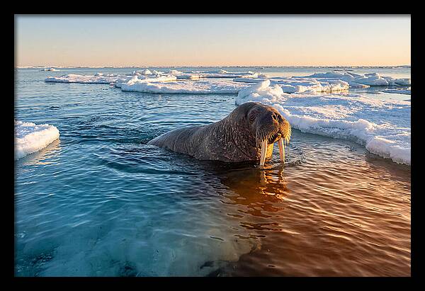 Walrus Swimming In Icy Waters