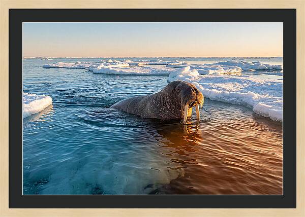 Walrus Swimming In Icy Waters