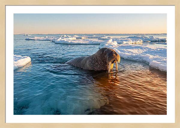 Walrus Swimming In Icy Waters