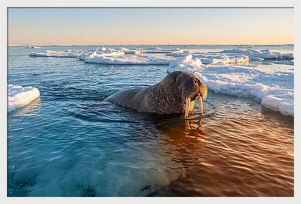 Walrus Swimming In Icy Waters