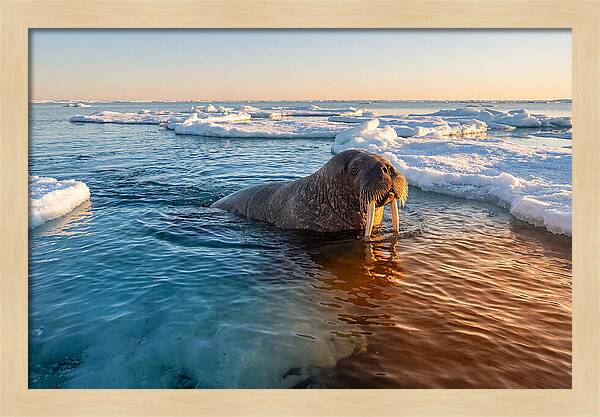 Walrus Swimming In Icy Waters