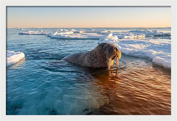 Walrus Swimming In Icy Waters