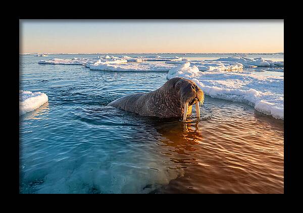 Walrus Swimming In Icy Waters