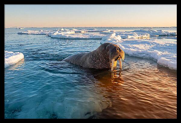 Walrus Swimming In Icy Waters