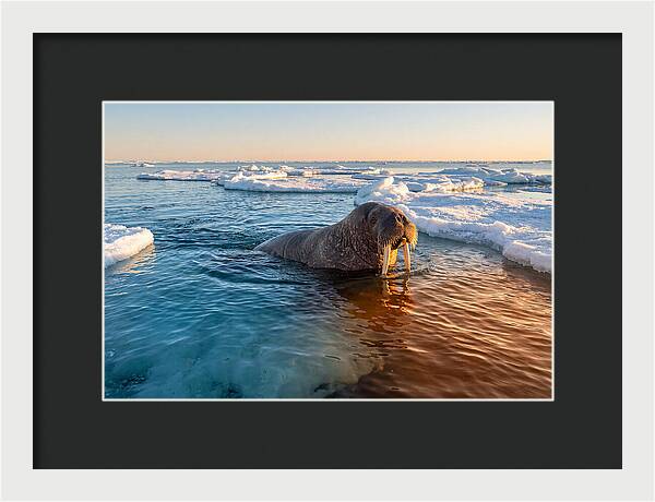 Walrus Swimming In Icy Waters