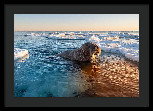 Walrus Swimming In Icy Waters