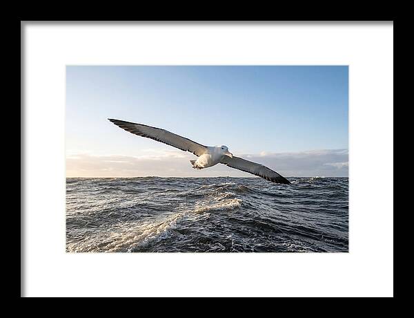 Wandering Albatross Soaring
