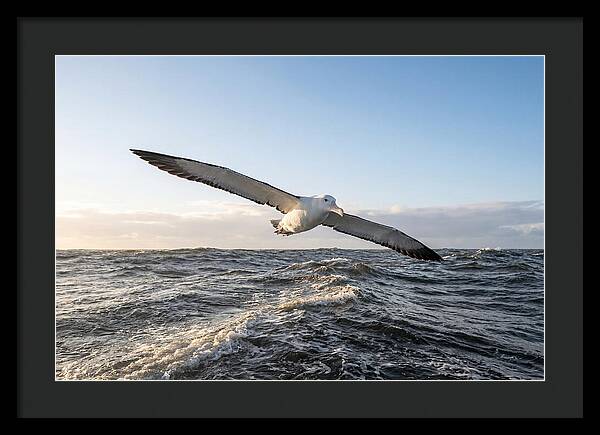 Wandering Albatross Soaring