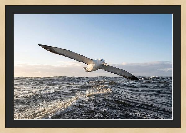 Wandering Albatross Soaring