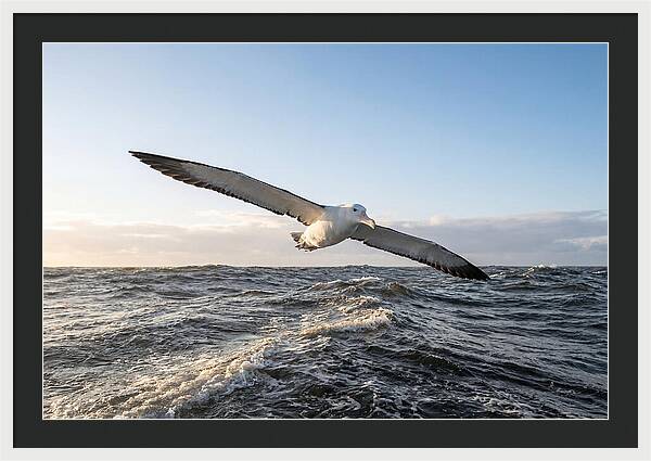 Wandering Albatross Soaring