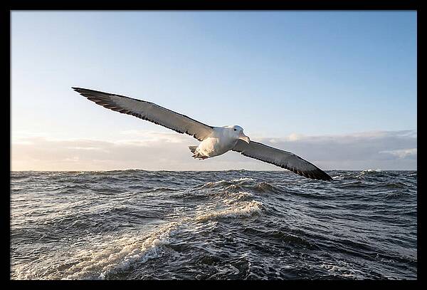 Wandering Albatross Soaring