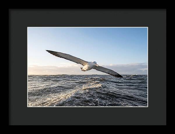 Wandering Albatross Soaring