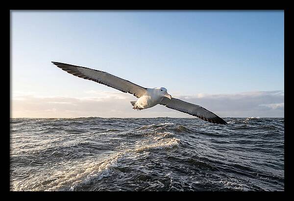 Wandering Albatross Soaring