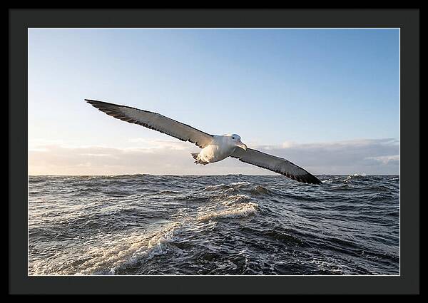 Wandering Albatross Soaring