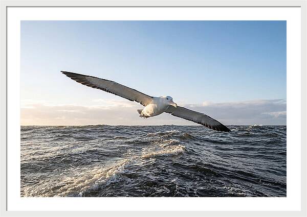 Wandering Albatross Soaring