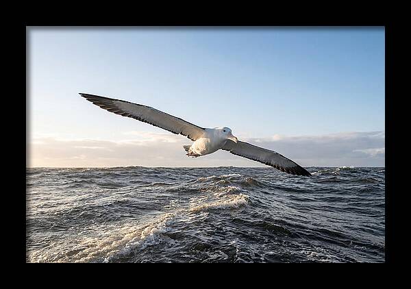 Wandering Albatross Soaring