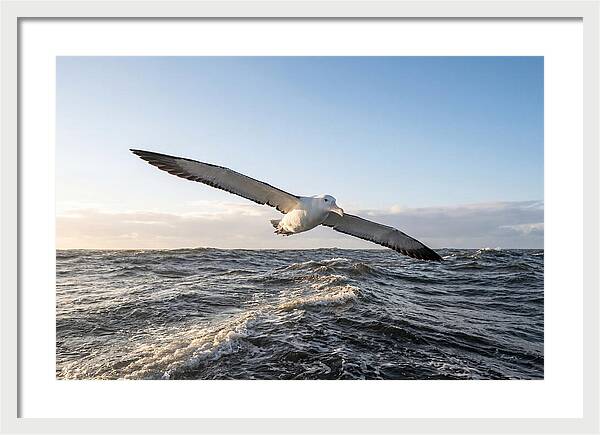 Wandering Albatross Soaring