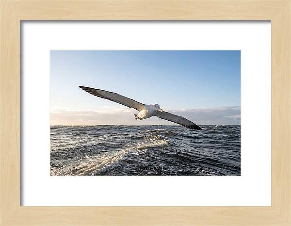 Wandering Albatross Soaring