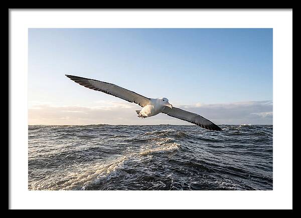 Wandering Albatross Soaring
