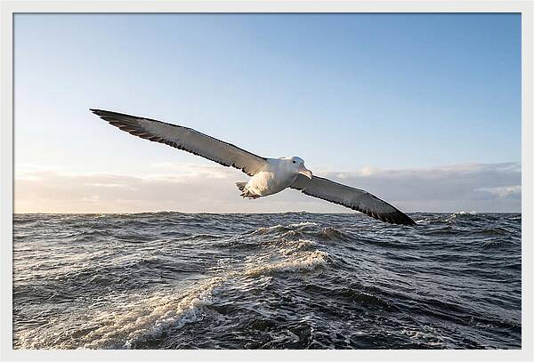 Wandering Albatross Soaring