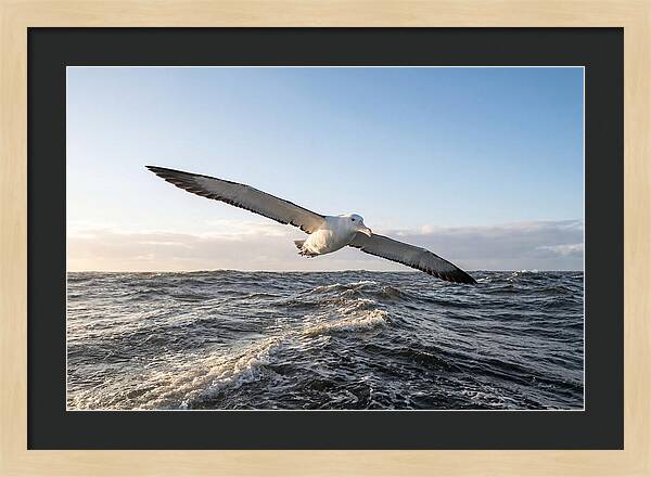 Wandering Albatross Soaring