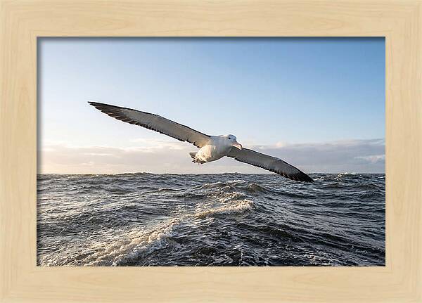 Wandering Albatross Soaring