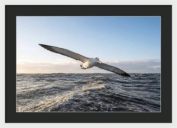 Wandering Albatross Soaring
