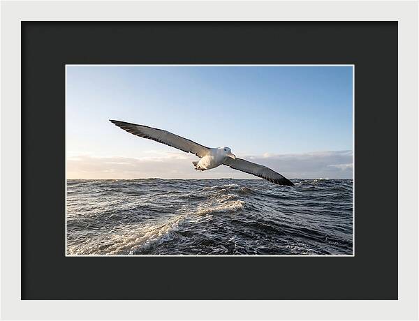 Wandering Albatross Soaring