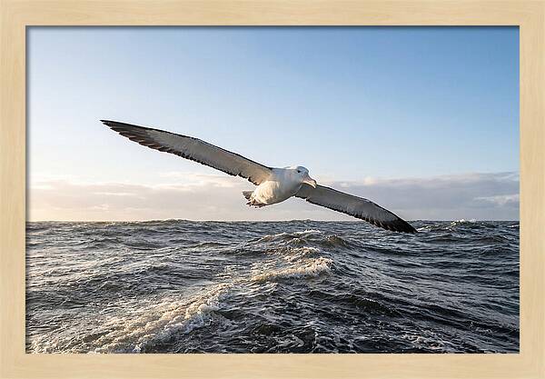 Wandering Albatross Soaring