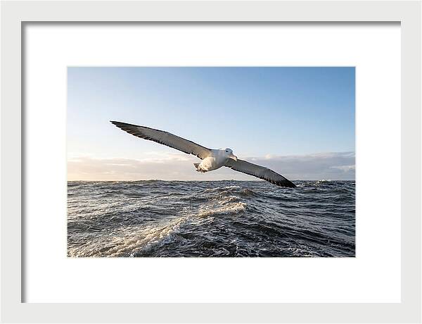 Wandering Albatross Soaring