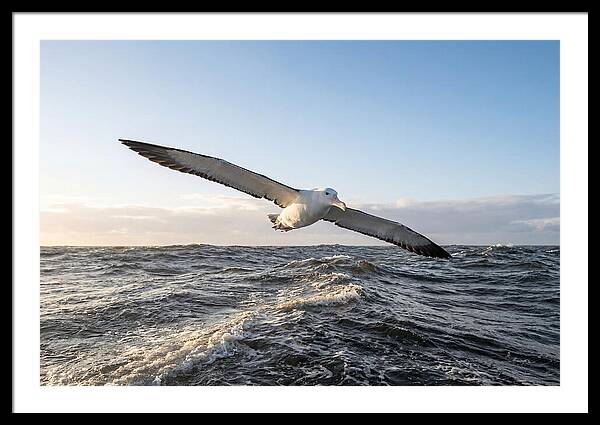 Wandering Albatross Soaring