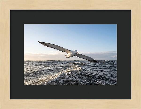 Wandering Albatross Soaring