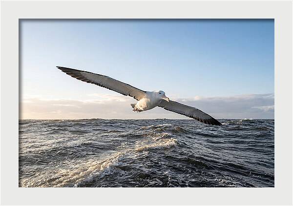 Wandering Albatross Soaring