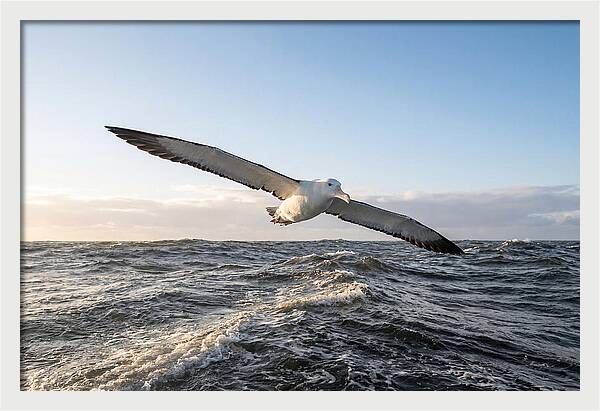 Wandering Albatross Soaring