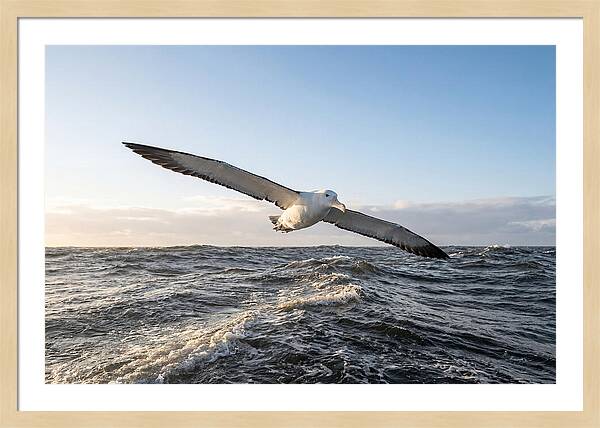 Wandering Albatross Soaring