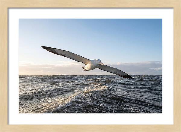 Wandering Albatross Soaring