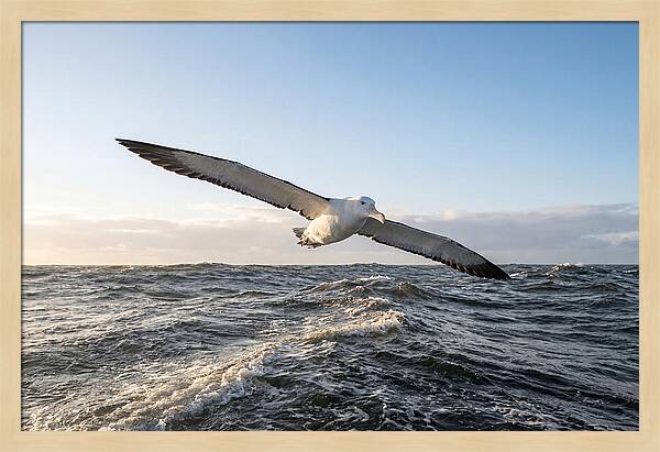 Wandering Albatross Soaring