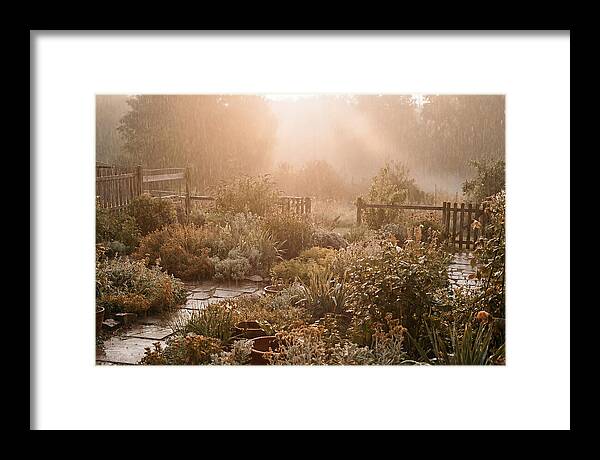 Warm Summer Rain On Garden