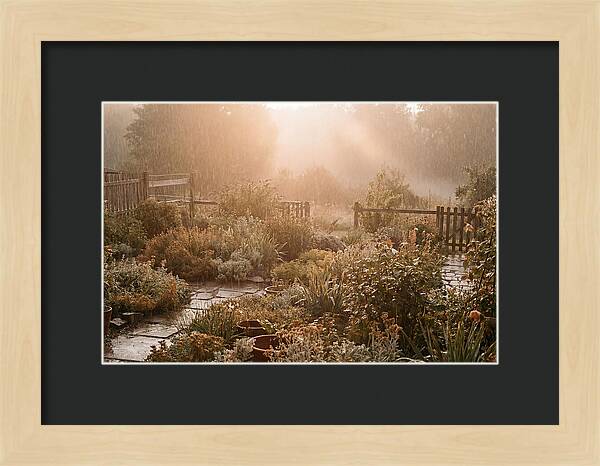 Warm Summer Rain On Garden