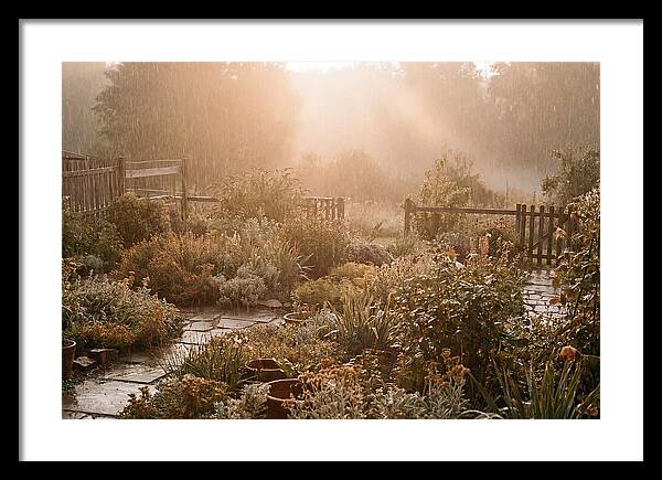 Warm Summer Rain On Garden