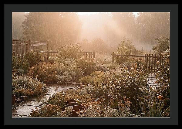 Warm Summer Rain On Garden