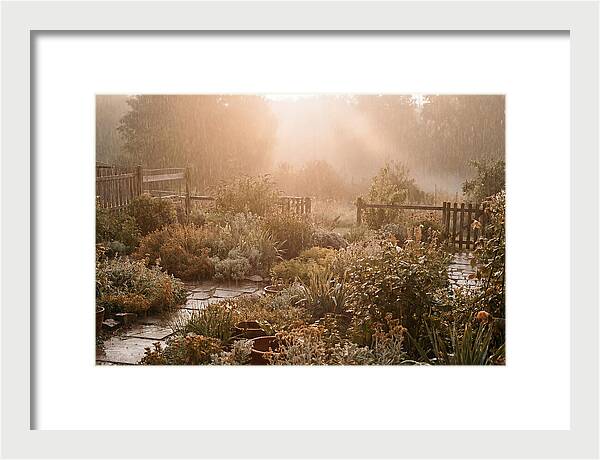 Warm Summer Rain On Garden