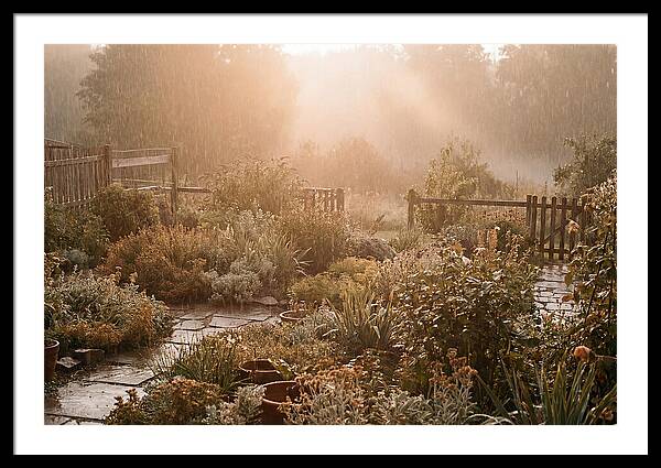 Warm Summer Rain On Garden