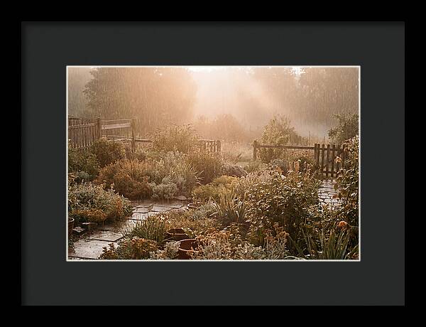 Warm Summer Rain On Garden